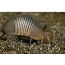 armadillo