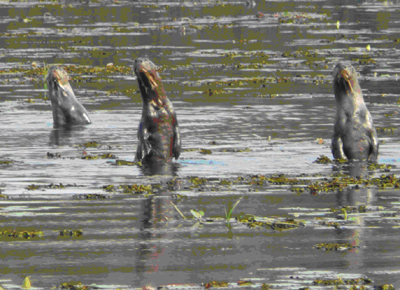 lobito de río