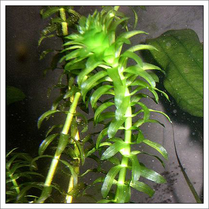 elodea