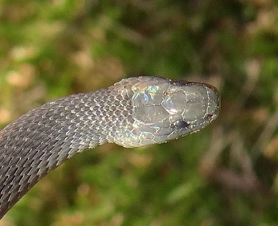 Serpiente