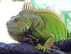 Iguana