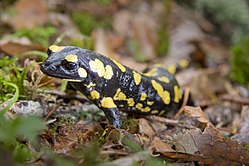 Salamandra