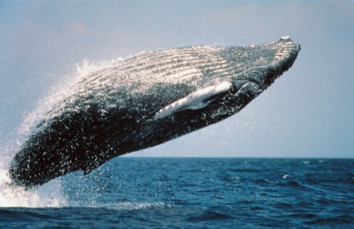 Ballena