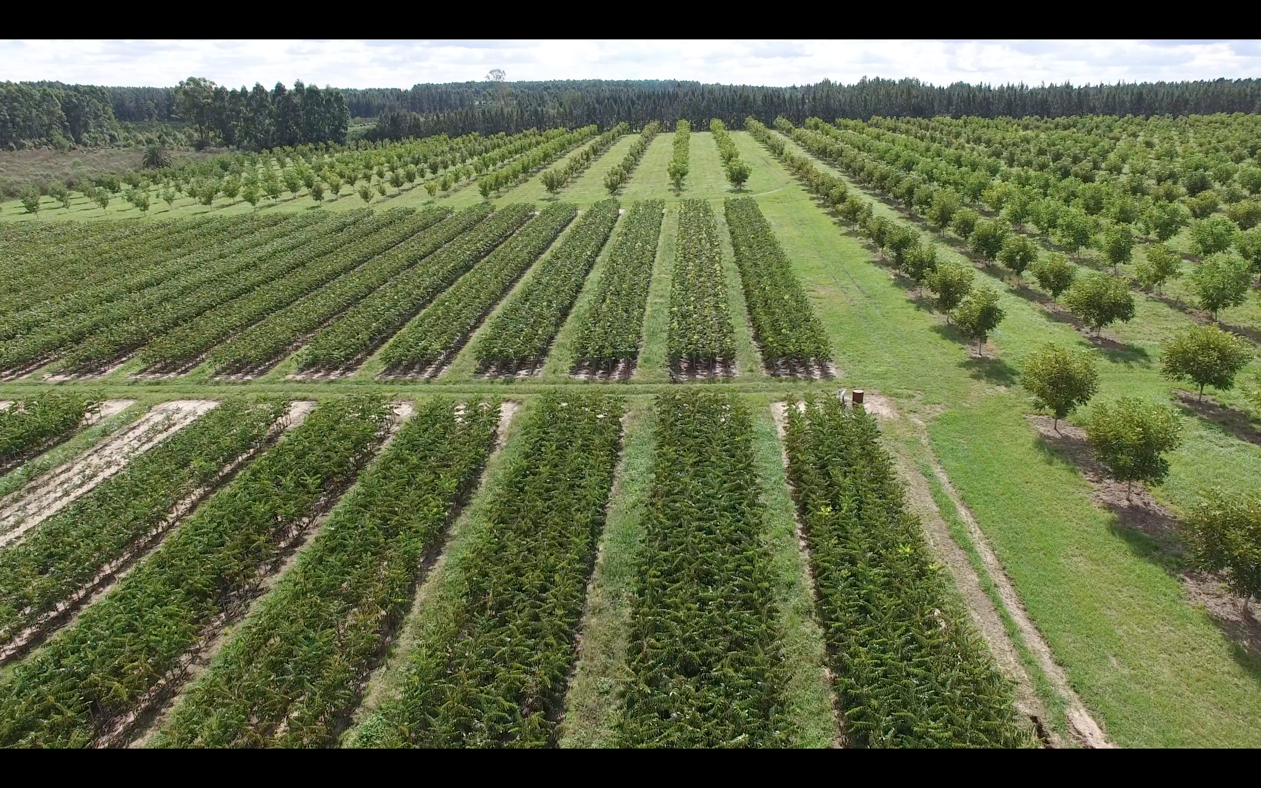 cultivos hechos por el hombre llamados ecosistemas agrícolas.