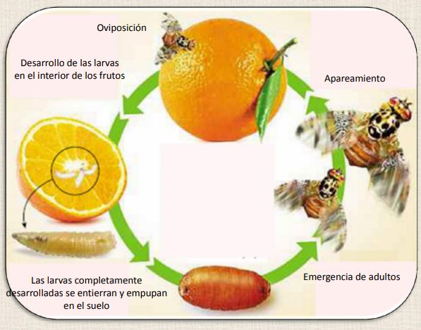 ciclo de la mosca