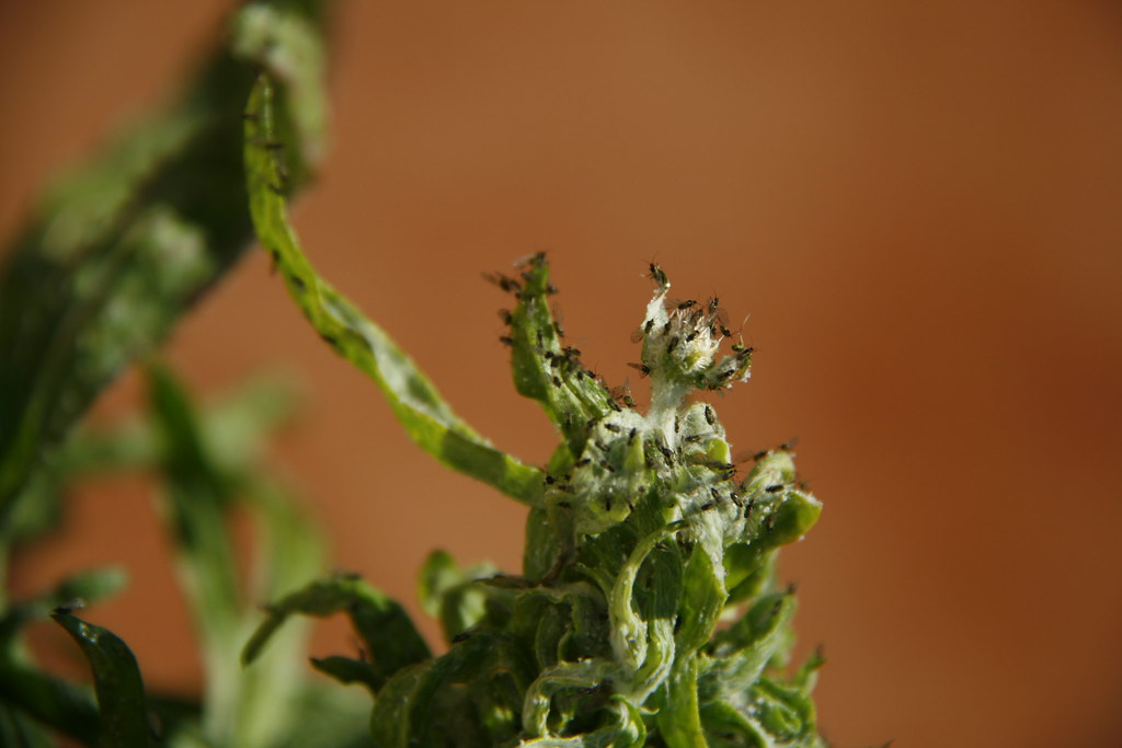 especie animal dañando vegetales plaga