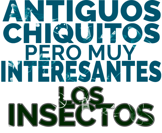 insectos