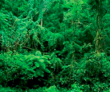 Selva Amazónica, Brasil