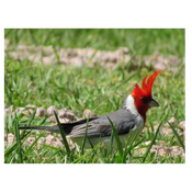 Cardenal