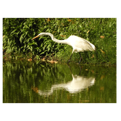 Garza blanca grande