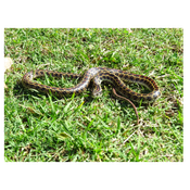 Culebra de líneas amarillas