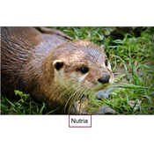 Nutria