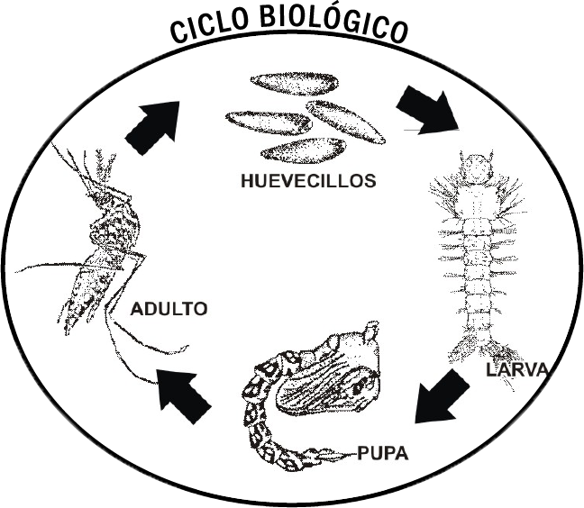 Ciclo biológico del mosquito