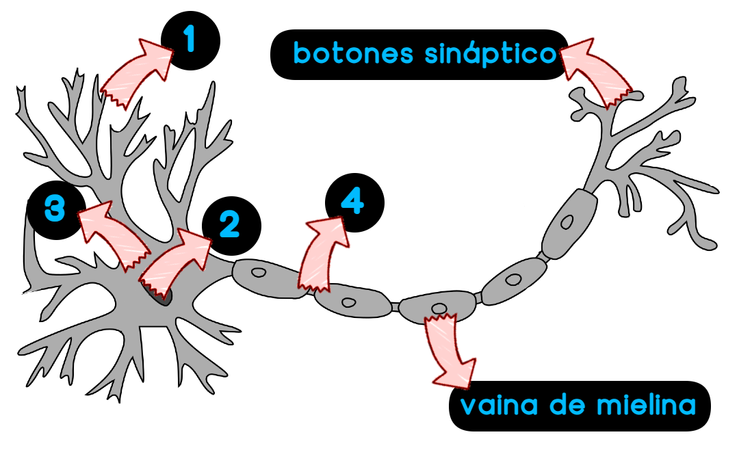 Neurona con partes