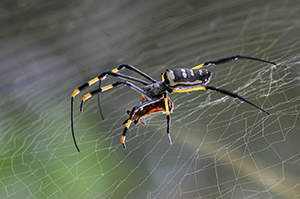 araña