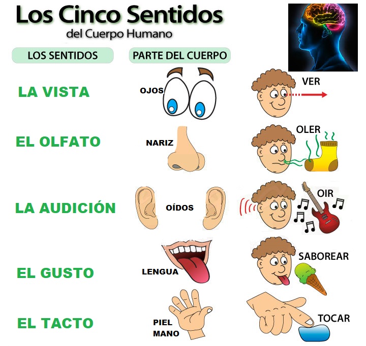 Refiere a la identificación de los órganos sensoriales. 