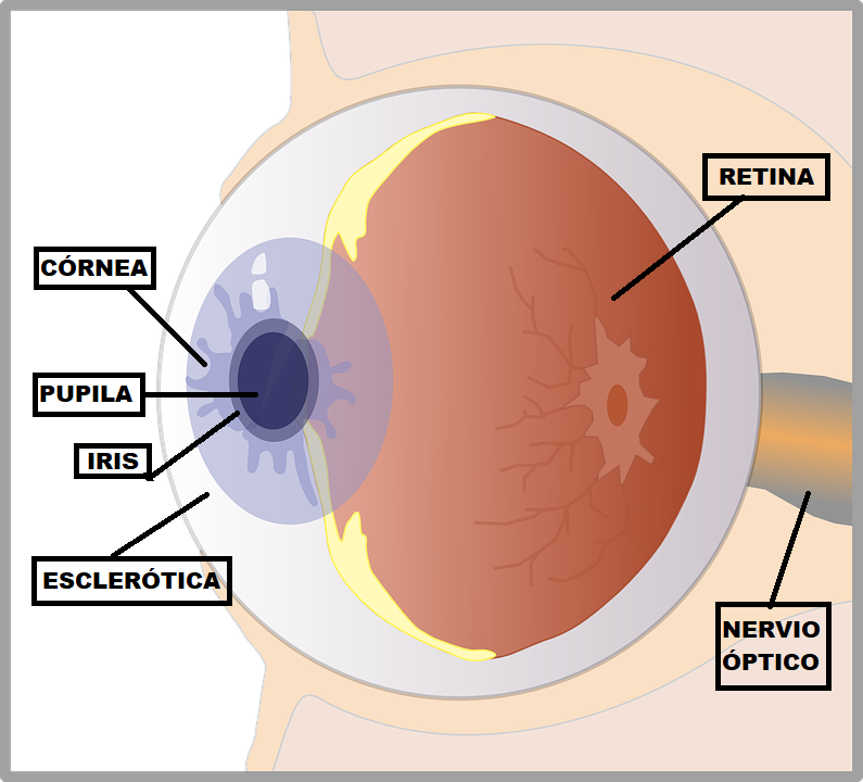 Partes del ojo