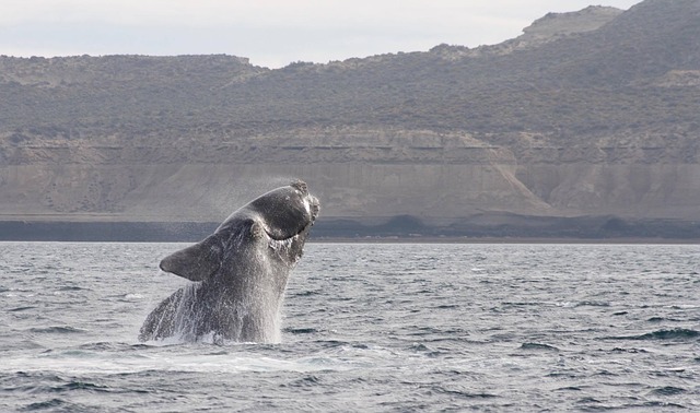 Ballena franca austral en Penísula de Valdés(Argentina)