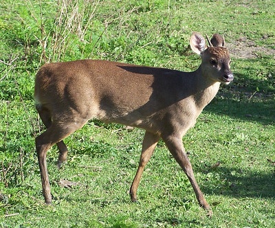 guazubirá