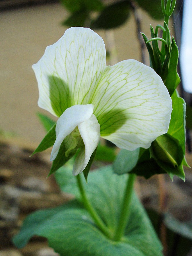 flores blancas