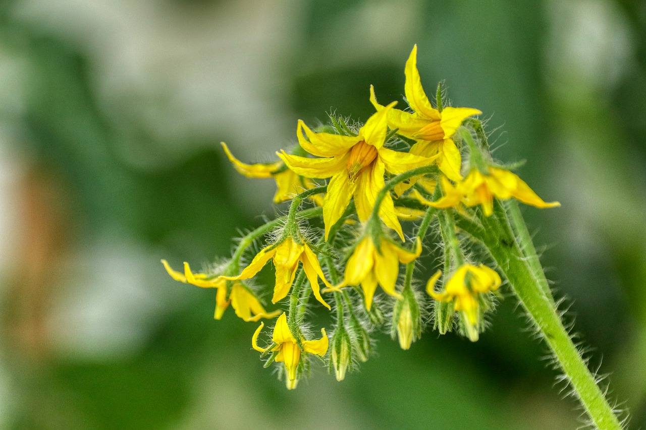 flor del tomate