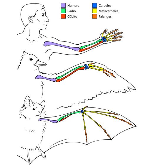 comparación de brazo de hombre, ala de ave y ala de murciélago