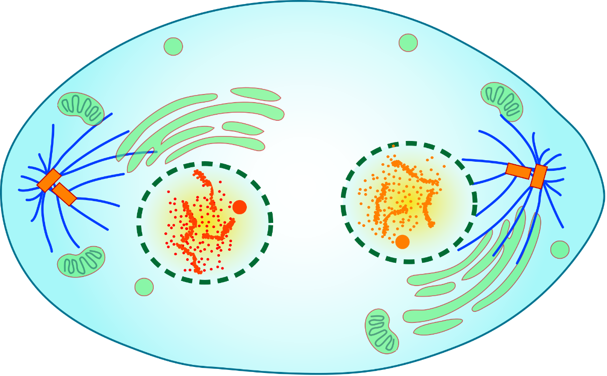 TELOFASE