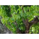 ÁRBOL DE MORAS (HAY VARIAS ESPECIES)