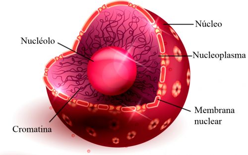 Partes del núcleo