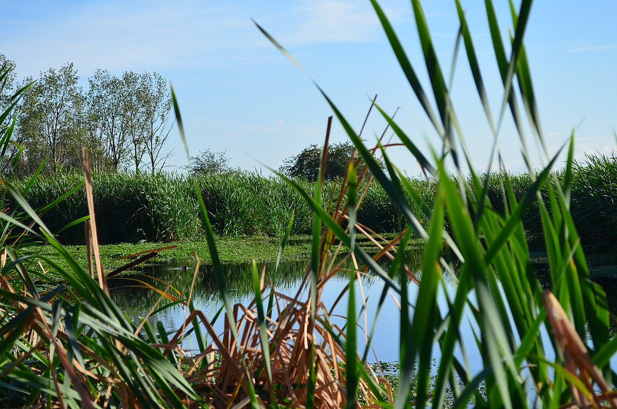 Humedales de Laguna de Rocha, Uruguay