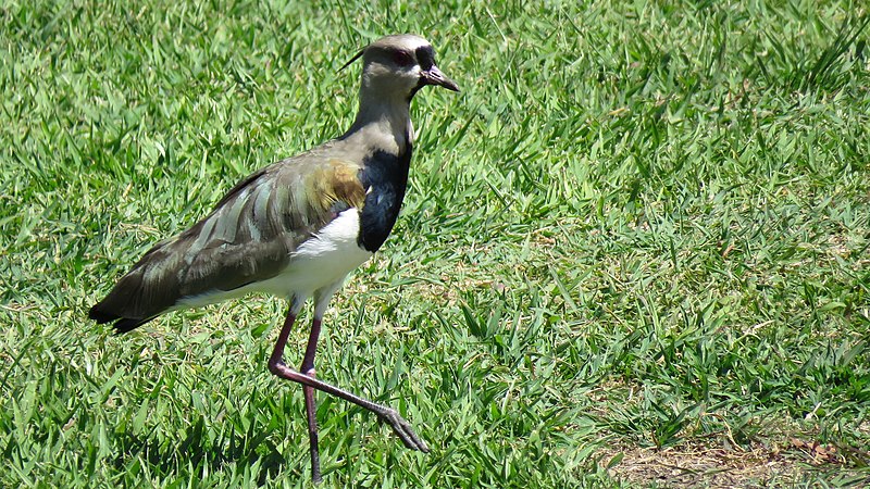 Tero o Pellar común (Vanellus chilensis cayennensis) en la ciudad de Popayán (Colombia)