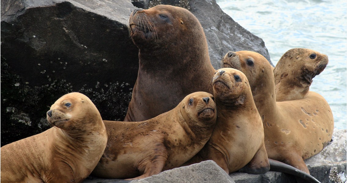 Grupo de lobos marinos de diversas edades