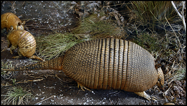 Mulita o armadillo con dos crías