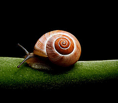 Caracol