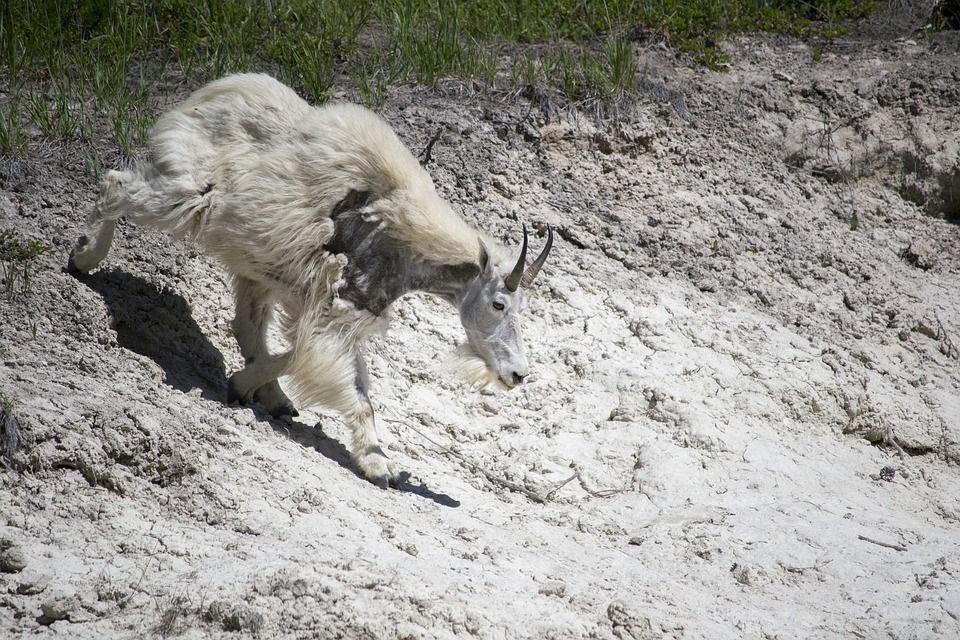 Animal de clima frío cruzando suelos áridos