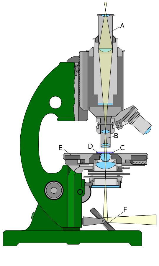 Microscopio óptico