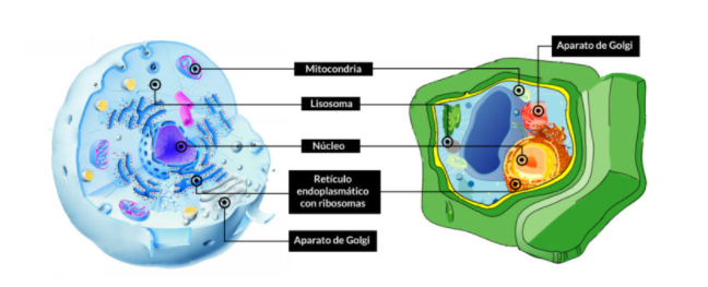 Organelos de célula eucariota
