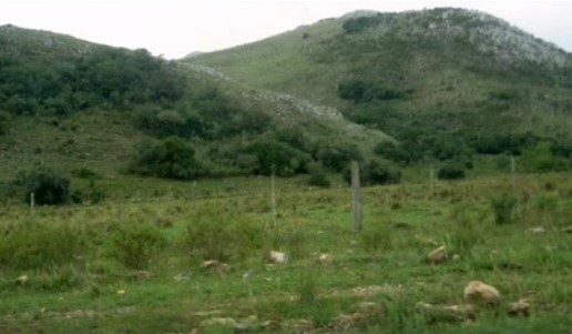 campo