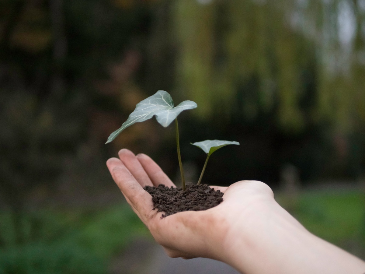 Plantas