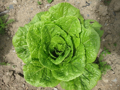 LECHUGA