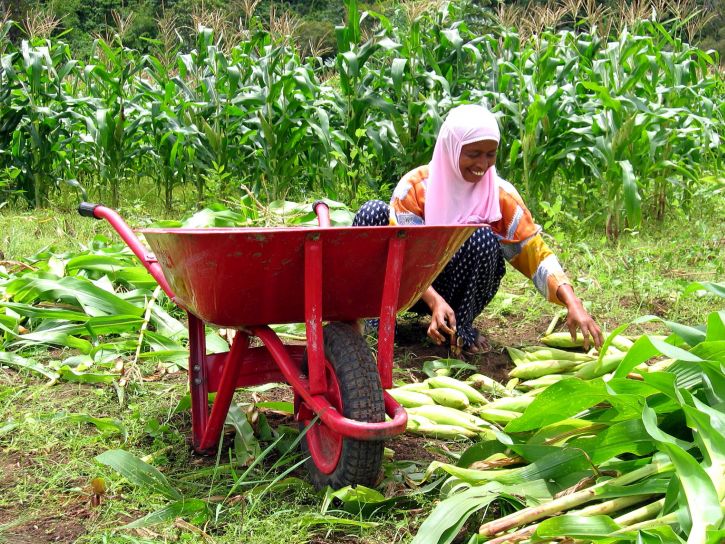 milpa de maiz