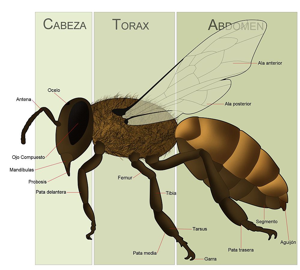 Esquema de partes de una abeja (morfología)