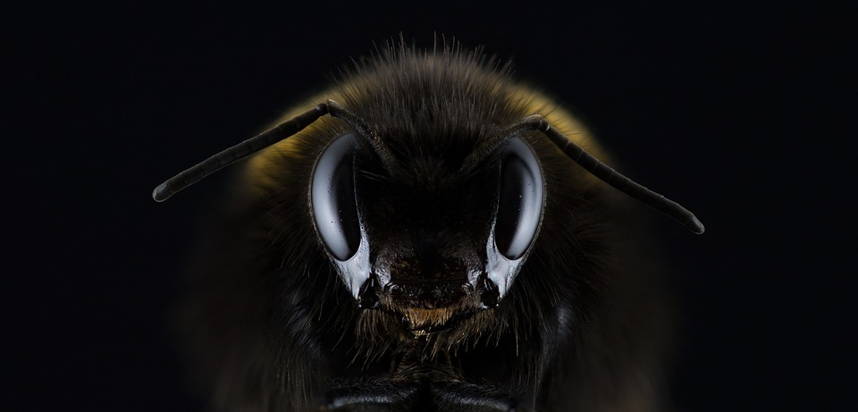 Abeja