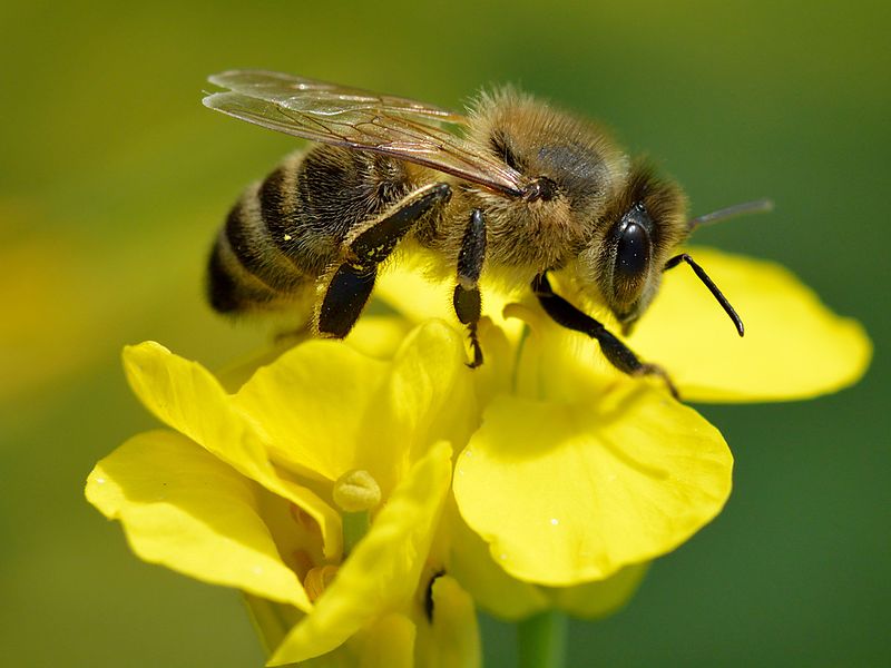 Abeja reina