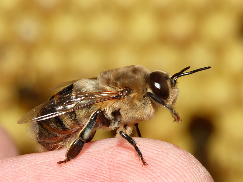 Abeja zángano