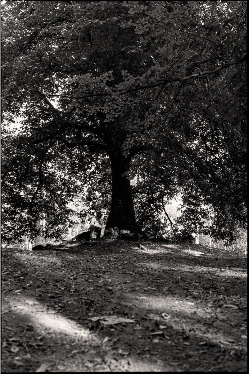 árbol raro