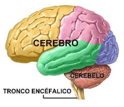 Cerebro