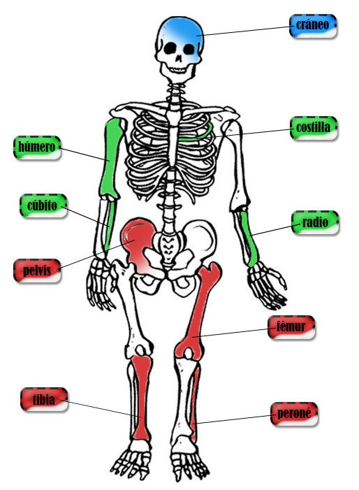 Esqueleto