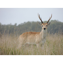 VENADO DE CAMPO