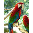 Guacamayo rojo y verde o guacamayo aliverde (Ara chloropterus)